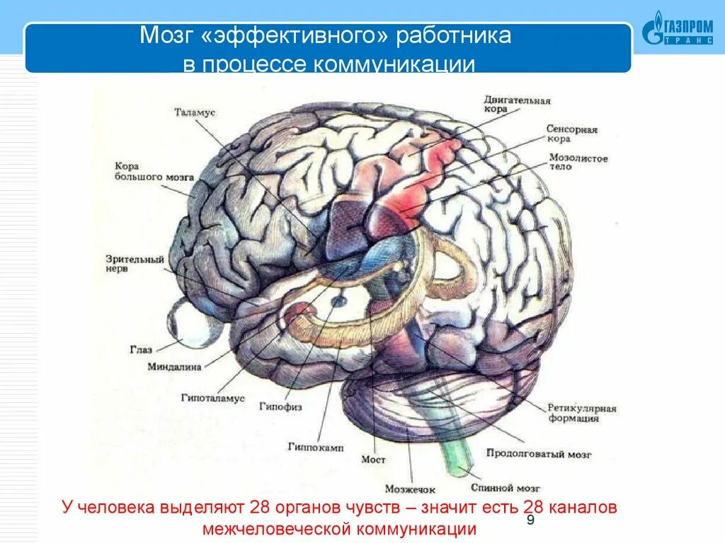 Восстановление коры головного мозга. Высшая нервная деятельность мозг. ВНД мозг. Структуры ВНД головного мозга. Высшая нервная деятельность рисунок.