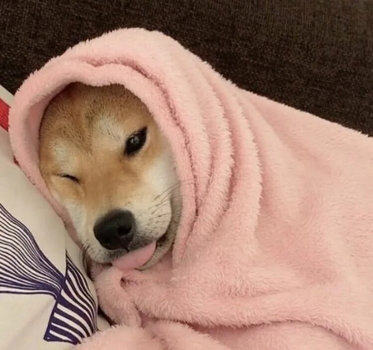 Стишки про собак на английском. Собака в лесу. Собачка с розочкой в зубах. Наблюдать за собакой. Аусси порода.