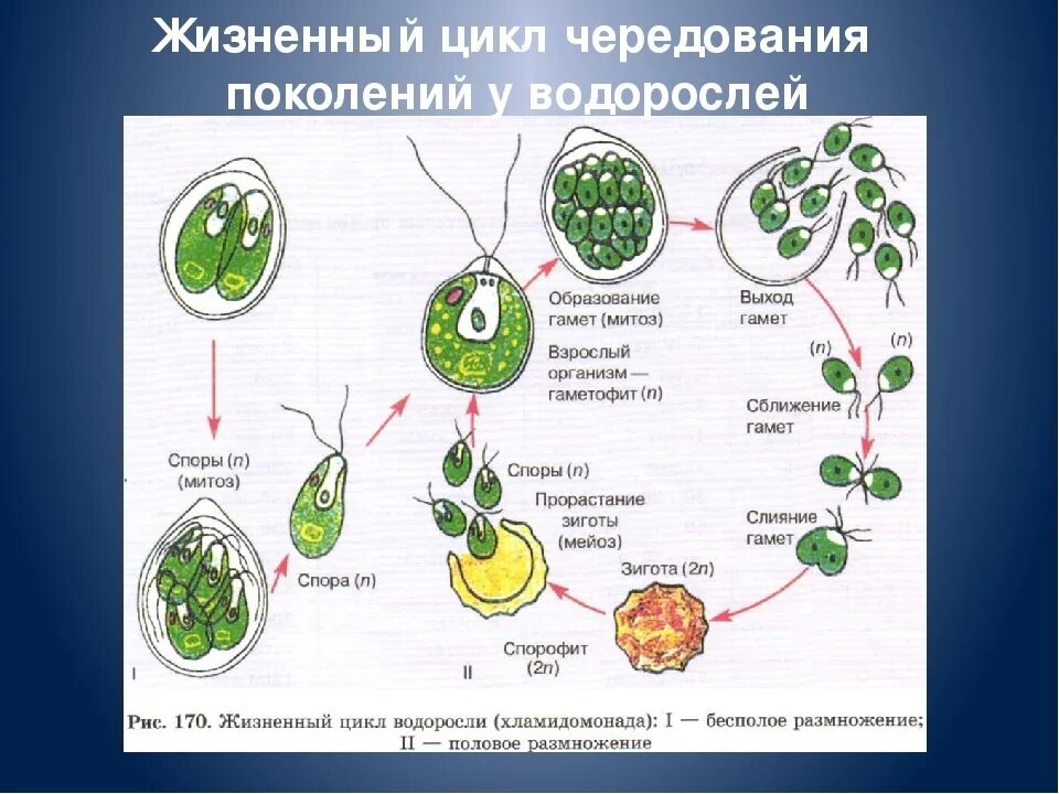 Жизненный цикл зеленых водорослей схема ЕГЭ. Спорофит у водорослей это размножение. Жизненный цикл растений схема ЕГЭ. Размножение водорослей гаметофит. Гаметофит у водорослей представлен