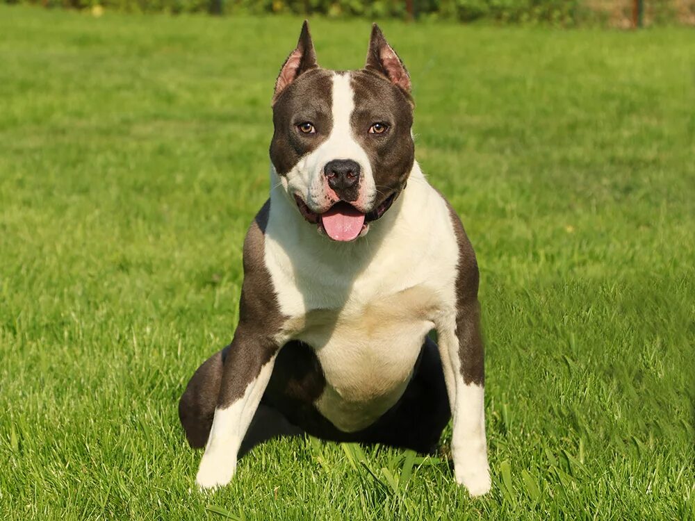 Американский пит стафф терьер. Стаффордширский терьер амстафф. Стаффордширский терьер кобель. Старфорширский тойрер. Ам стаффордширский терьер.