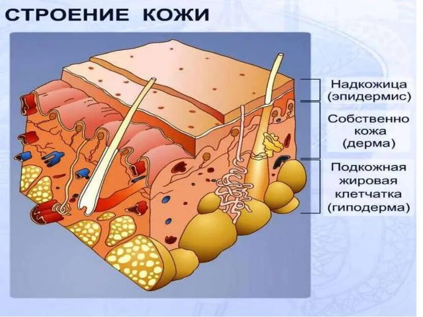 Эпидермис дерма подкожная клетчатка. Эпидермис дерма жировая клетчатка. Эпидермис, дерма и подкожно-жировая клетчатка.. Строенные кожи человека. Кожа человека 8 класс биология