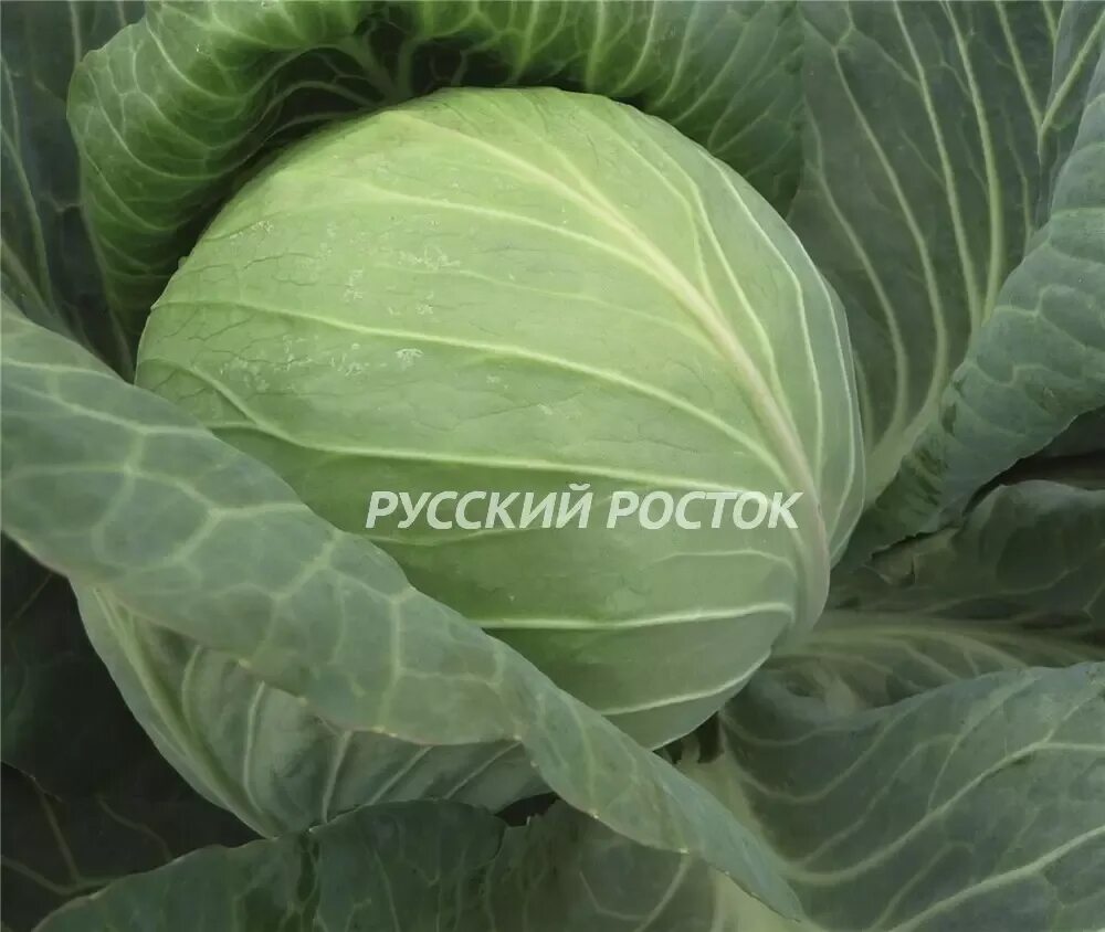 Семена капусты леннокс. Семена капусты 2500. Капуста чирс f1. Капуста колобок 0,1 г гавриш. Семена капусты 2500.