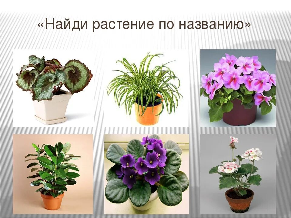 Как найти название цветка с телефона. Комнатные цветы и их названия. Определить название комнатного цветка. Как узнать название растения по фото. Цветы комнатные с названиями по алфавиту.