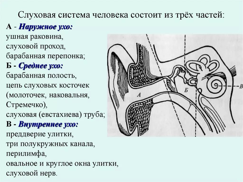 Слуховой анализатор и орган слуха анатомия. Периферический отдел слухового аппарата 3 отдела. Общий план строения слуховой сенсорной системы. Функции внутреннего уха слухового анализатора человека.. Орган слуха состоит из наружного