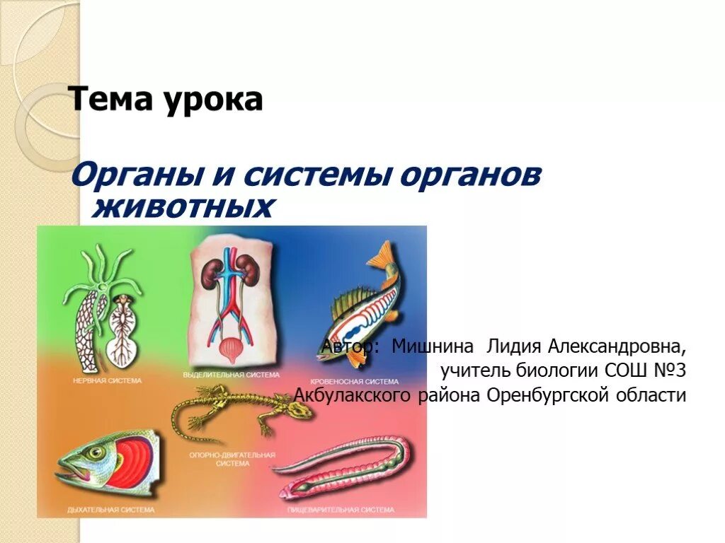 Каким образом системы органов животного взаимосвязаны. Органы и системы органов животных. органы и системы органов животных 6 класс. органы и системы органов животных 5 класс. органы и системы органов животных презентация.
