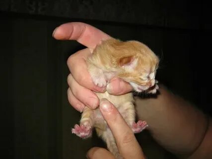 Котенку 4 дня