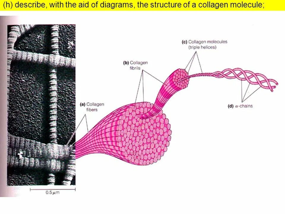 Коллаген эффективность. Структура коллагенового волокна. Коллагеновые волокна гистология. Строение эластиновых волокон. Строение коллагенового волокна гистология.