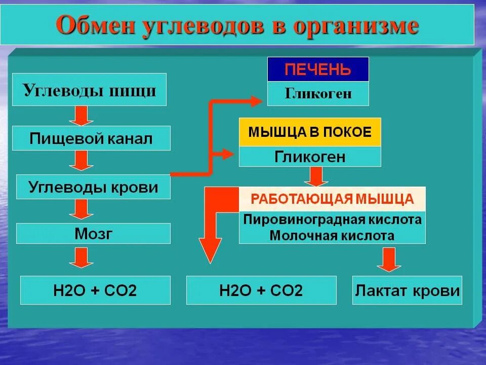 Регулирует содержание углеводов в организме