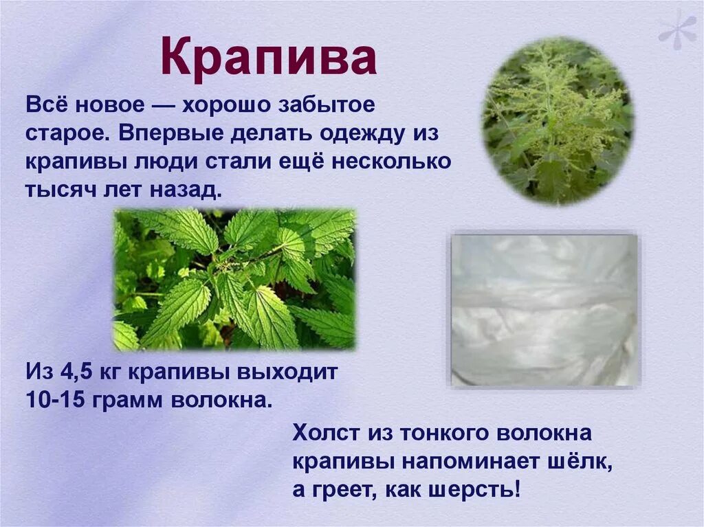 Крапива какое слово. Волокна крапивы. Ткань из крапивы. Растительные ткани из крапивы. Одежда из- волокна крапивы.