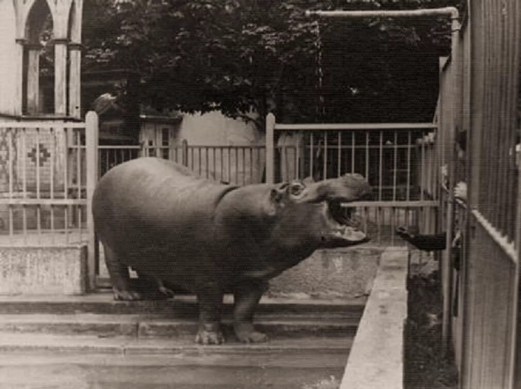 Звери из зоопарка. Прага зоопарк бизоны. Сообщение о животных в зоосаде. Московский зоопарк 1864 года. Слон в московском зоопарке.