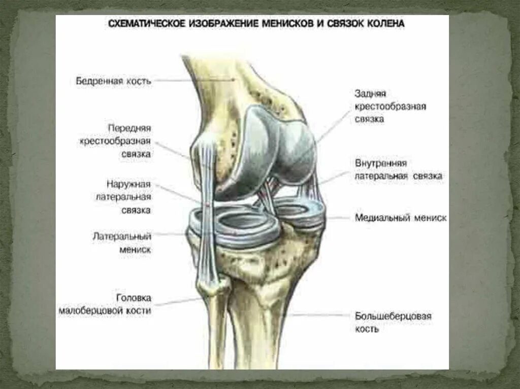 Связка головки. Связочный аппарат коленного сустава анатомия. Связки коленного сустава анатомия внутренние и наружные. Строение коленного сустава человека анатомия связки мышцы. Коллатеральные связки коленного сустава анатомия.