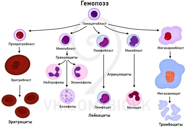 Гемопоэз человека. Схема кроветворения гематология Черткова. Гемопоэз ростки кроветворения. Эритропоэз схема кроветворения. Схема кроветворения стволовая клетка.