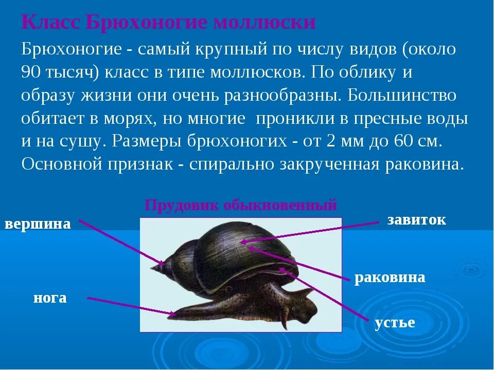 Тип моллюски класс брюхоногие систематика. Классификация брюхоногих моллюсков биология 7 класс. Конспект биология 7 класс Константинов класс брюхоногие моллюски. Конспект по биологии 7 класс общая характеристика моллюсков кратко. Прудовик среда обитания