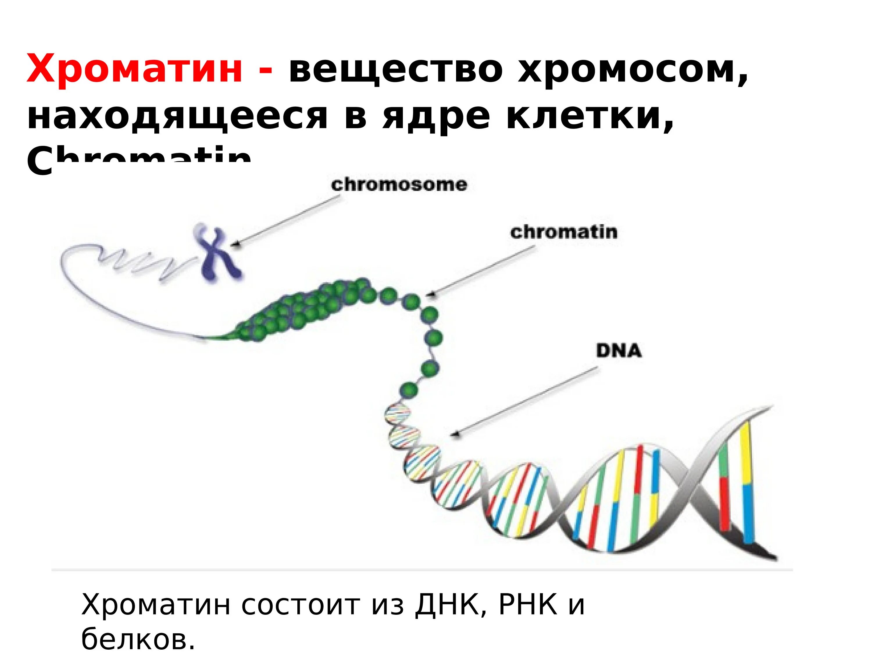 ДНК хроматин. Хроматин и хромосомы. Хромосомы в ядре. ДНК И хромосомы. Молекулы днк находится в хромосомах