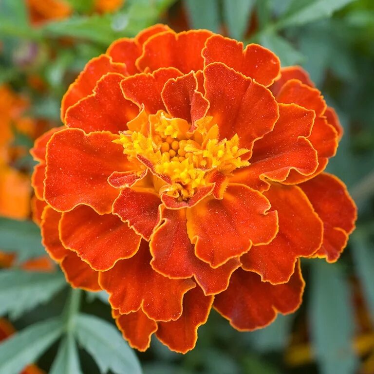 Бархатцы мандарин. Соцветия бархатцев. Бархатцы тайшан оранж. Тагетес розовый. Соцветия бархатцев.