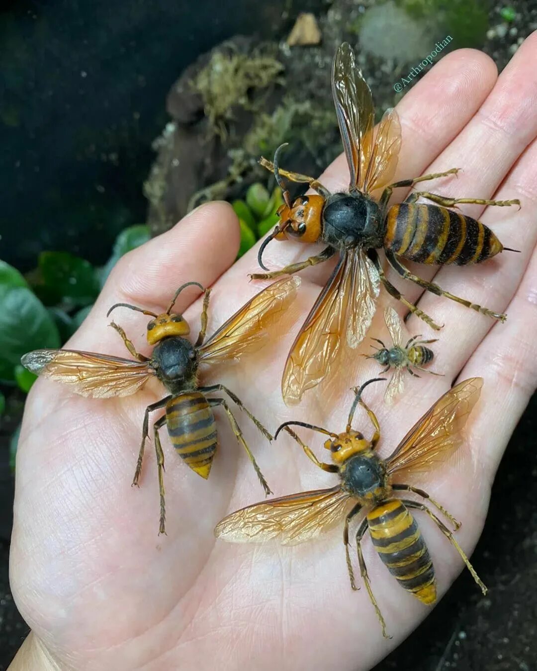 Гигантский азиатский Шершень. Vespa mandarinia Шершень. Шершень Европейский (Vespa crabro). Vespa mandarinia гигантский азиатский Шершень. К чему снятся шершни во сне