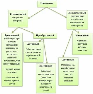 Определить принадлежность примеров в списке видам иммунитета
