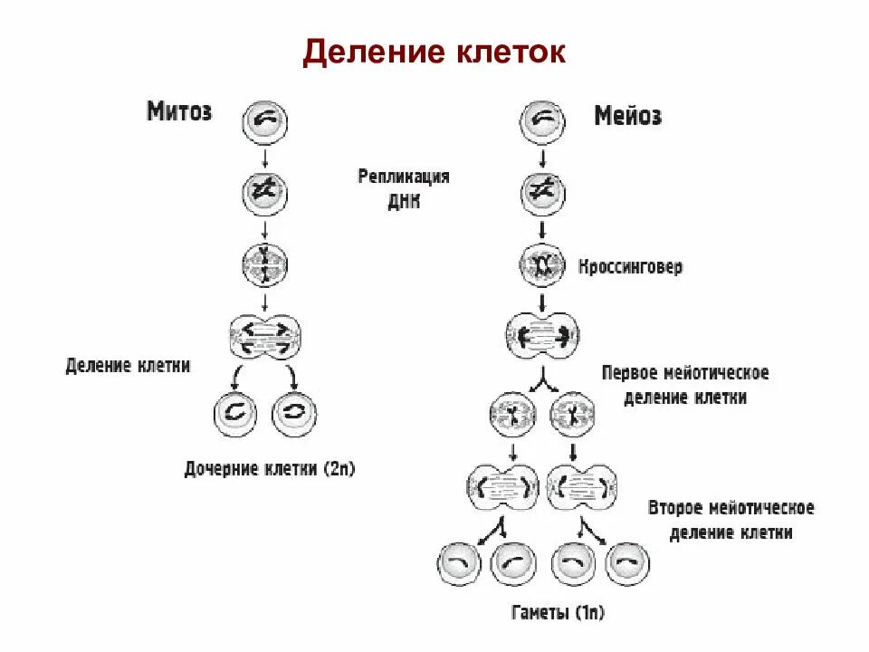 Деление родительской клетки. Схема деления клетки митоз и мейоз. Схема митоза и мейоза. Схемы фаз митоза и мейоза. Схема патологического митоза и мейоза.