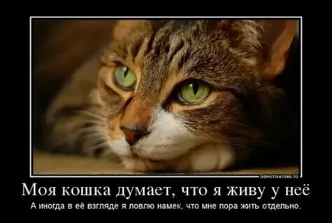 О чем думают кошки