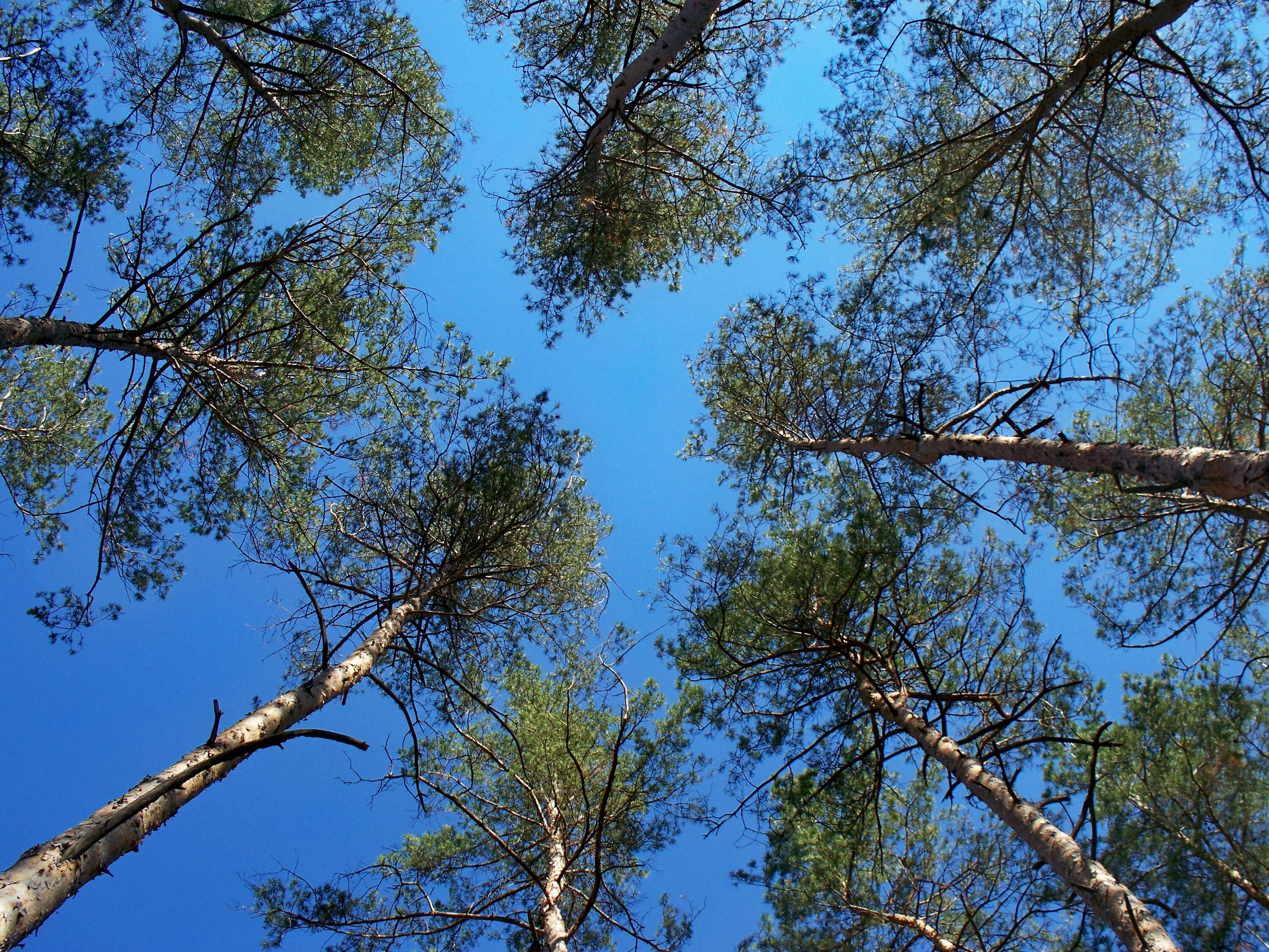 Сосна шишки и хвоинки. Крона сосны обыкновенной. Много бревен. Лежащая сосна. Лежащая сосна.