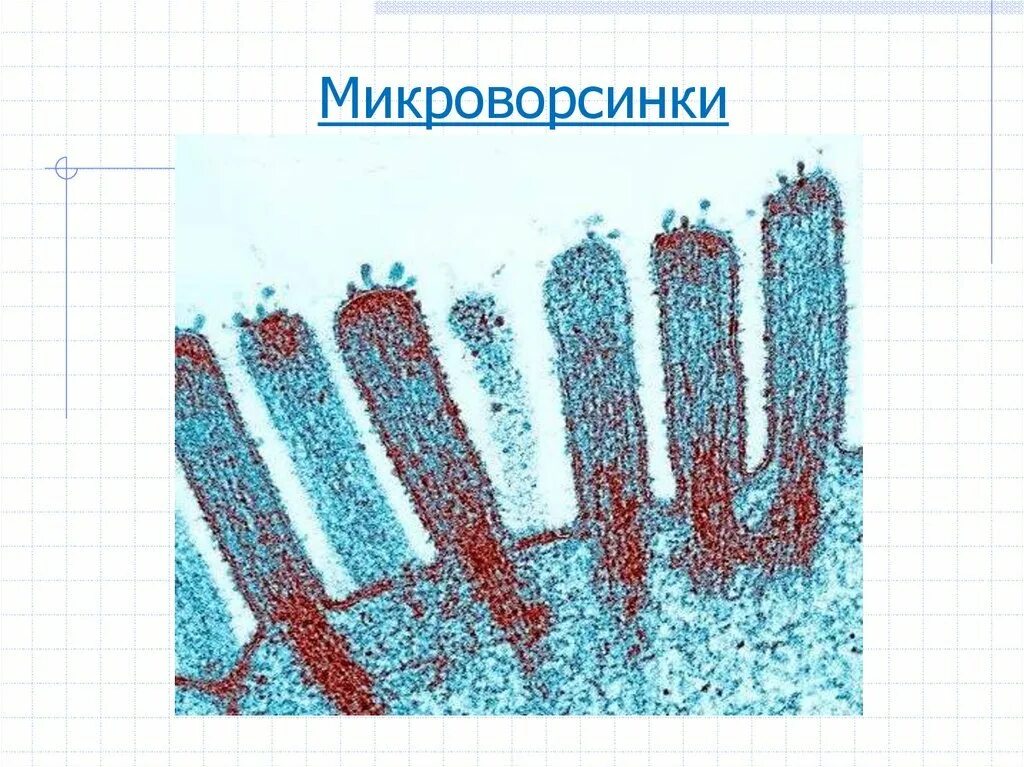 Микроворсинки клетки гистология. Строение микроворсинок клетки. Строение микроворсинки гистология. Строение клеточных микроворсинок. Микроворсинки это