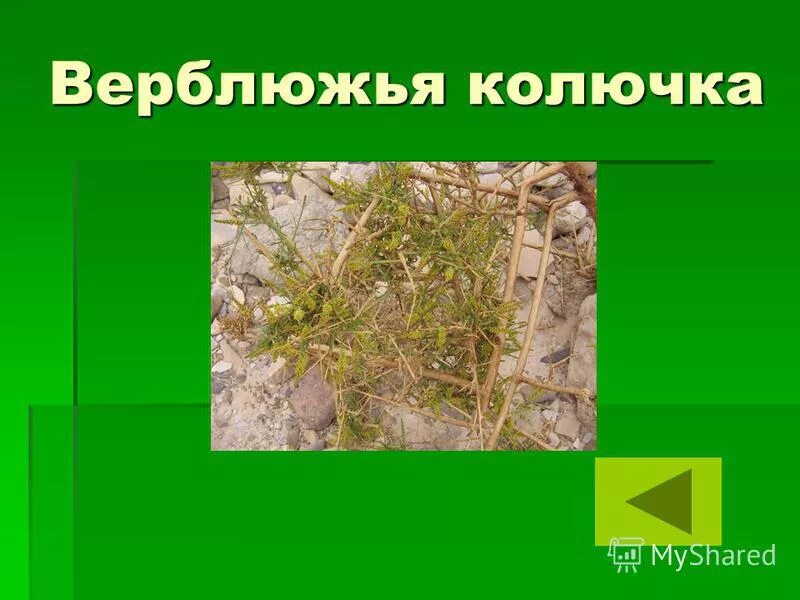 Верблюжья колючка где растет. Растения пустыни 4 класс верблюжья колючка. верблюжья колючка экологическая группа. информация о верблюжьей колючке. верблюжья колючка презентация.