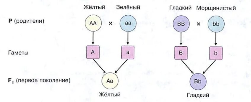 У гороха доминантный признак желтые семена. Первый закон Менделя закон единообразия гибридов первого поколения. Закон единообразия гибридов первого поколения. Первый закон Менделя доминирование. Законы Менделя схема.