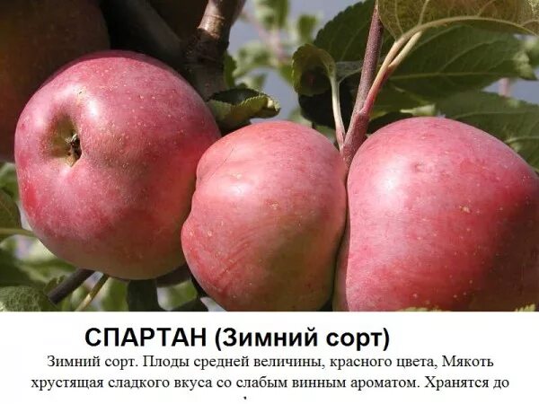 Спартан яблоня опылители описание. Яблоня Спартан. Сорт яблок Спартан. Яблоня Спартан описание сорта. Яблоко Спартан описание сорта.