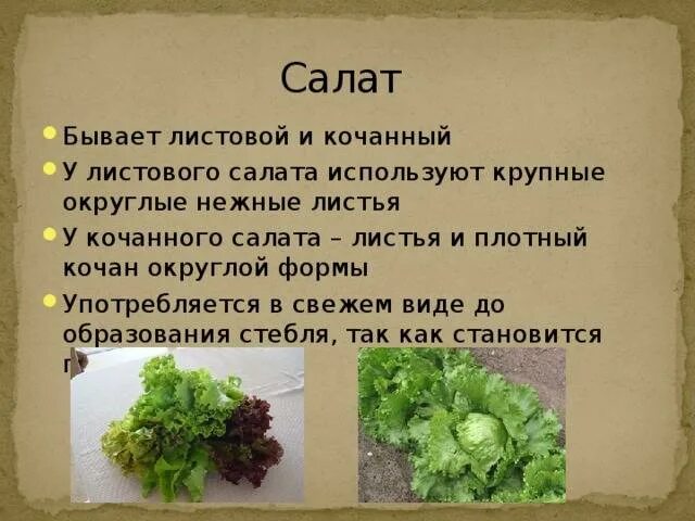 На сколько полезен салат. Салатный лист полезные. Салат листовой. Витамины в салате листовом. Листья салата польза.