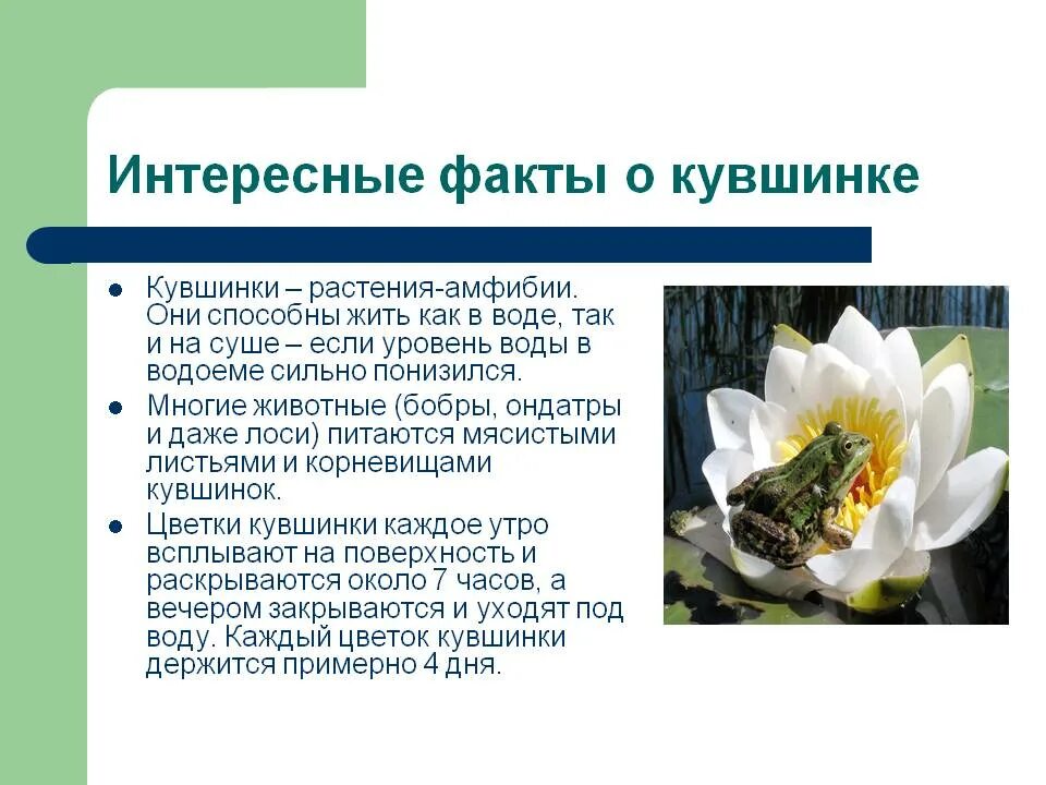 К какой группе относится кувшинка. Кувшинка интересные факты. факты о растениях. необычные факты о растениях. самые интересные факты о растениях.