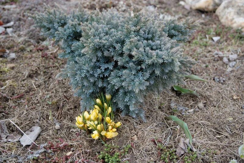 почва для можжевельника. почва для можжевельника. рыхление туи. посадочная яма для хвойных. можжевельник казацкий полив.