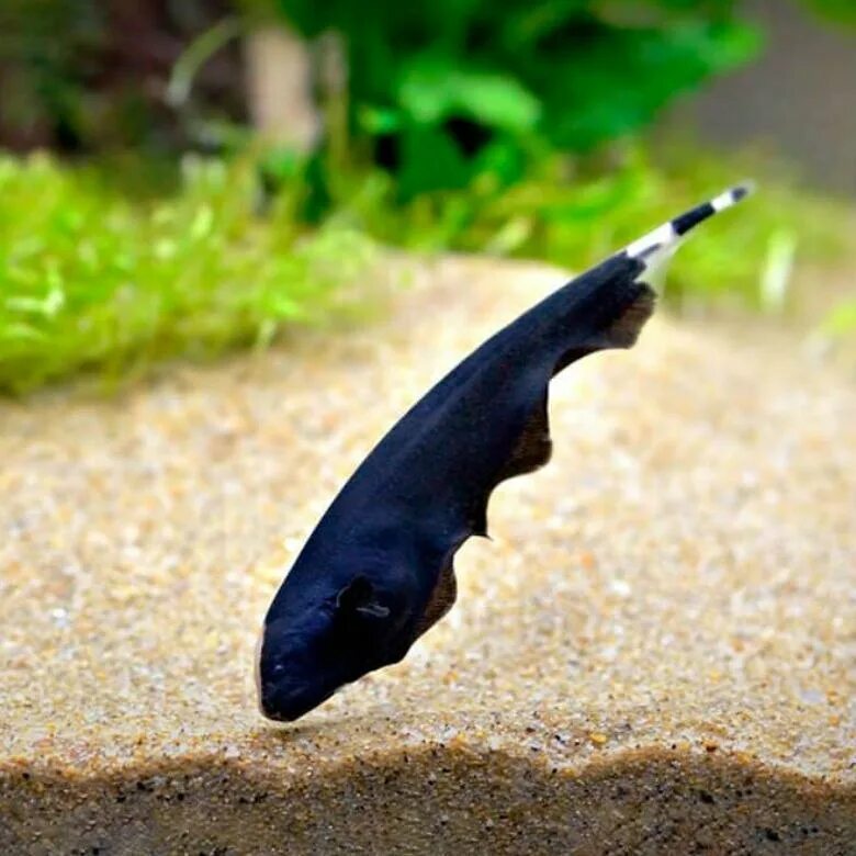 Аптеронотус черный нож. Аптеронотус белокаймовый черный. Аптеронотус черный нож содержание. Черный нож аквариумная рыбка. Какая рыба нож