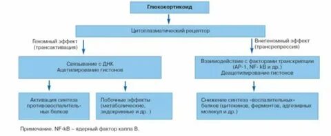 Механизм глюкокортикоидов