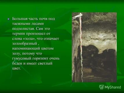 Животный мир дерново подзолистых почв