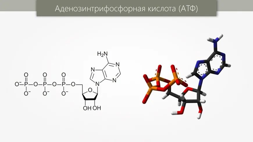 3 части атф. Аденозинтрифосфорной кислоты (АТФ формула. Структура аденозинтрифосфорной кислоты. Химическая формула аденозинтрифосфорной кислоты. Химическая формула АТФ (аденозинтрифосфорная кислота).