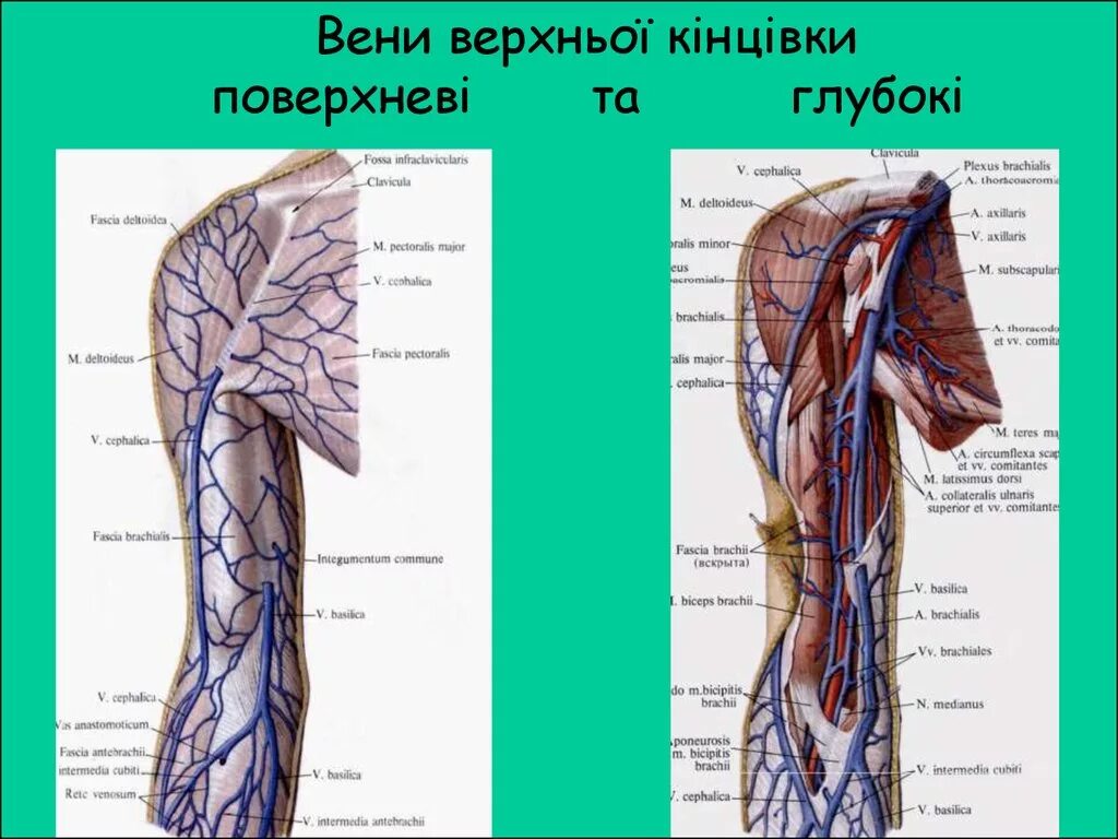 Вены верхней конечности. Анатомия глубоких вен верхних конечностей. Вены верхней конечности анатомия. Поверхностные вены верхней конечности схема. Поверхностные вены верхней конечности анатомия.