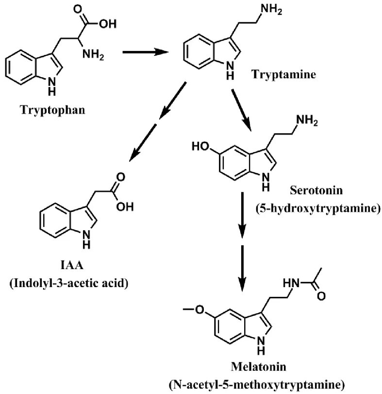 Серотонина адипинат качественные реакции. Серотонин схема. Схема образования мелатонина из триптофана. Схема синтеза серотонина и мелатонина из триптофана. Триптофан серотонин мелатонин.