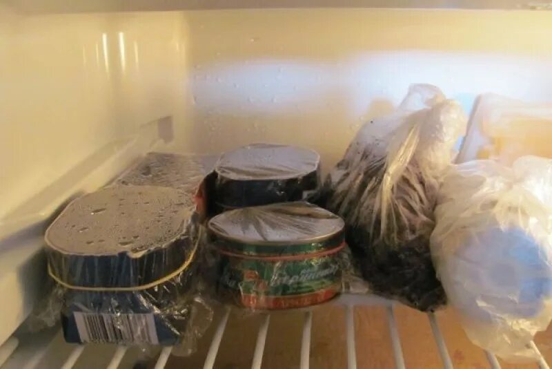 Семена стратификация. Семена в холоде. Семена в марле. Семена на холоде. Стратификация семян снегование.