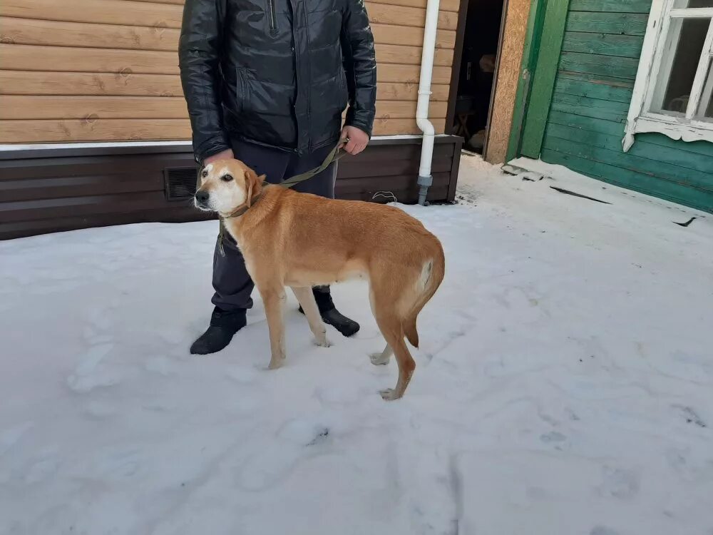 Авито нижегородская область гончие собаки. Костромские гончие собаки. Авито нижегородская область гончие собаки. Щенки эстонских гончих от дипломированных родителей в москве. Авито нижегородская область гончие собаки.