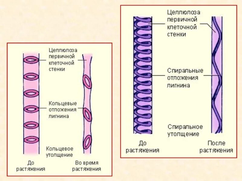 Сосуды ксилемы строение. Элементы ксилемы. Проводящая ткань Ксилема строение. Элементы ксилемы и флоэмы. Флоэма клетки лишены