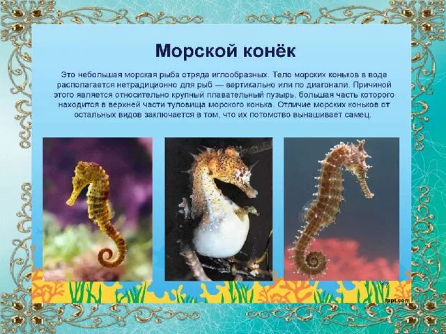 hippocampus kuda Seahorse, Bucket list, Horses