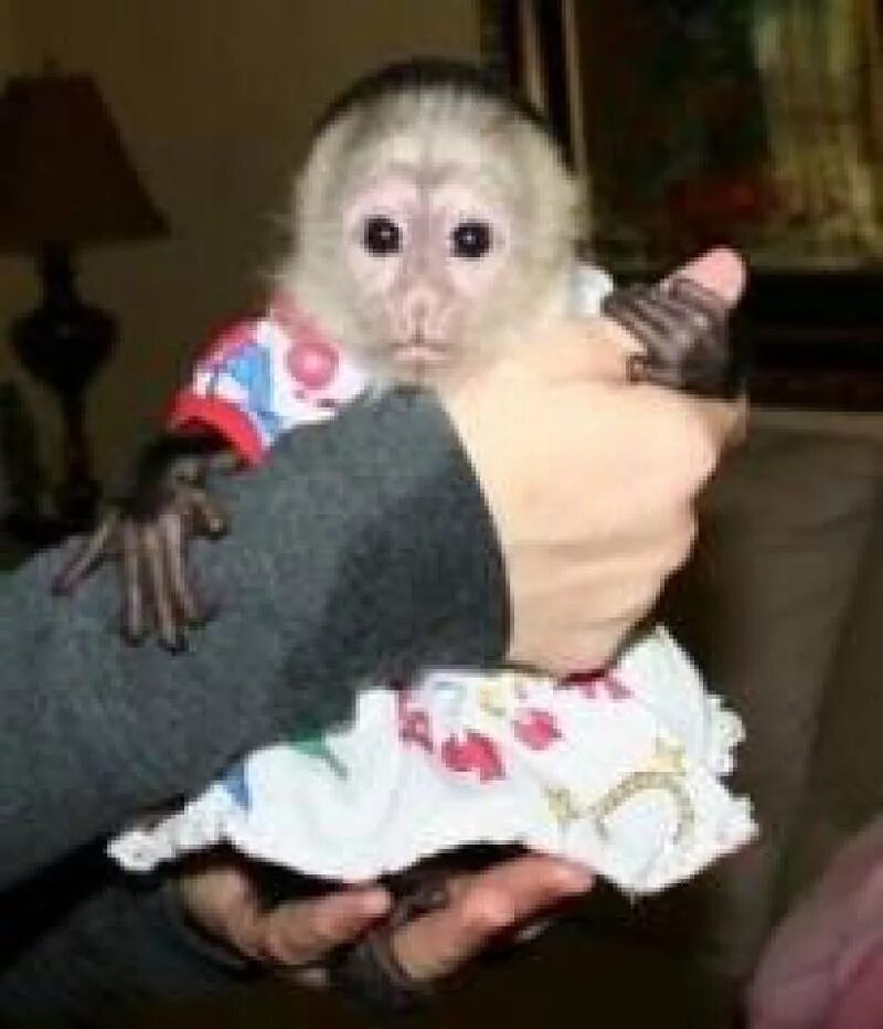 Купить обезьяну домашнюю живую. Домашние обезьянки. Домашние обезьянки в одежде. Мартышка домашняя. Одежда для обезьян домашних.