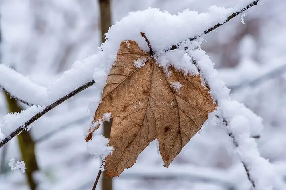 Зимние листья. Листья в снегу. Зимний листочек. Зимняя листва. Сугробы листьев