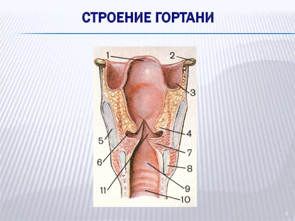 Гортань реферат