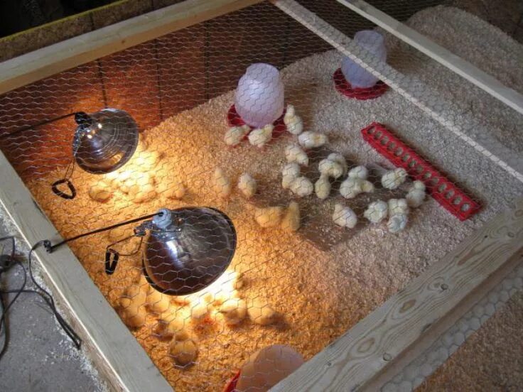 Брудер для цыплят из инкубатора. Лампа для брудера для цыплят. Брудер для наседки с цыплятами. Брудер для птенцов.