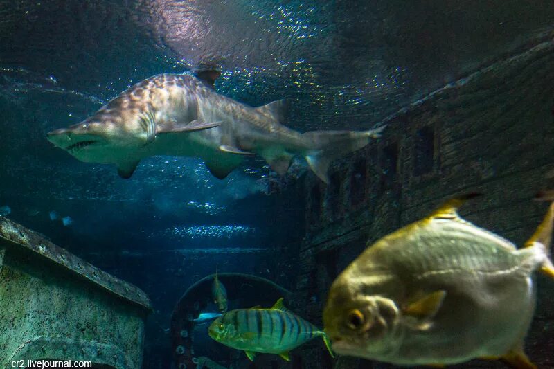 дискус вуалевый. рыба в океанариуме воронеж. океанариум в чернобыле. рыбки воронеж. океанариум воронеж обитатели.