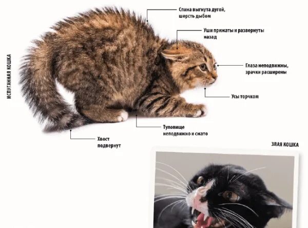 Почему кошка шипит на человека. Зачем шипишь. Зачем шипишь. Не шипи на меня. Зачем шипишь.