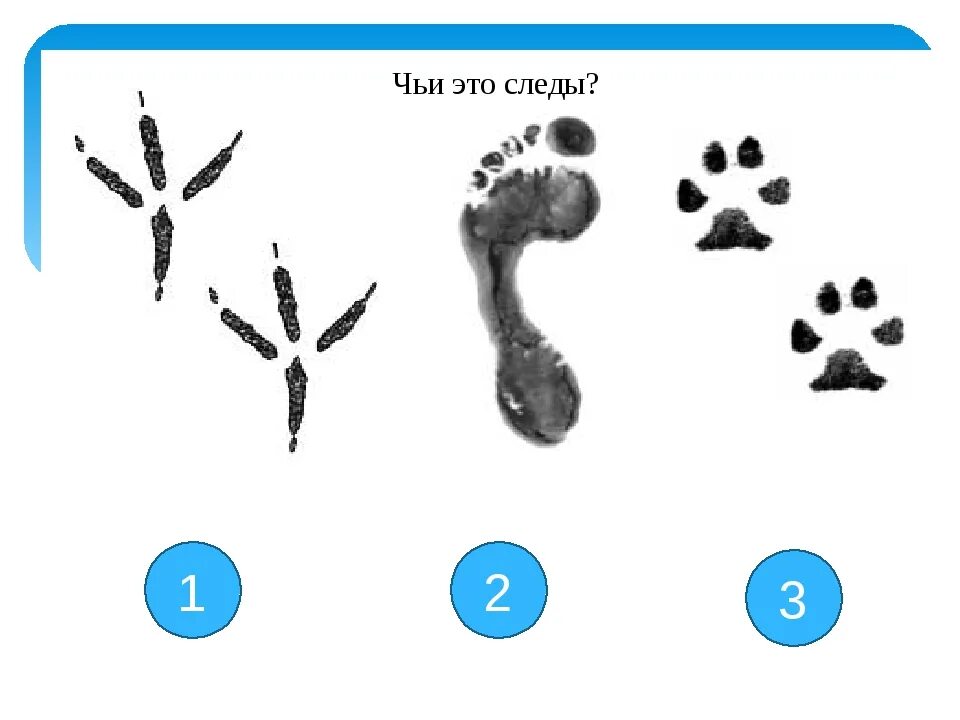 Следу задание. Чьи следы?. Чьи следы птицы. Определи чьи следы. Следы домашних птиц.
