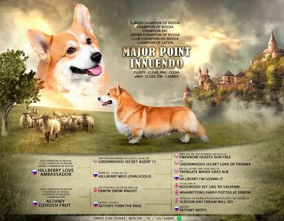 Сколько весит корги