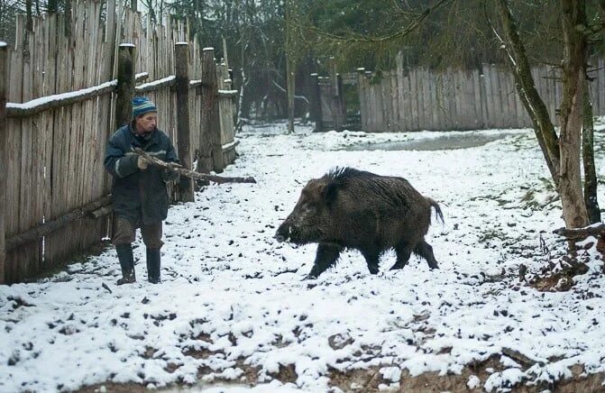 Средний вес кабана